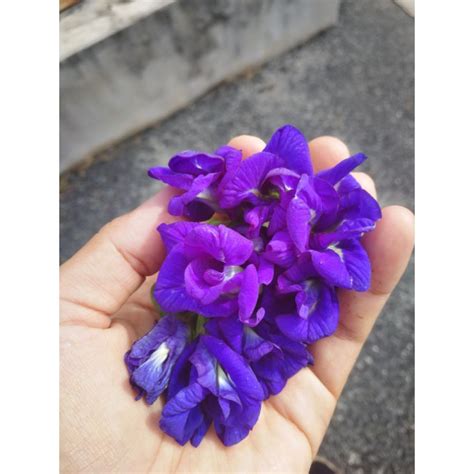 READY STOCK BENIH BUNGA TELANG BIRU KEUNGUAN BUTTERFLY PEA