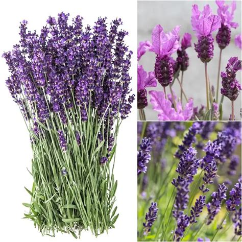 Lavender Plant Types