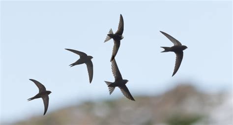 Birdtrack Migration Bto British Trust For Ornithology