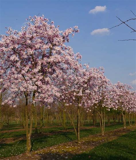 Magnolia Gwia Dzista Rosea W Donicy Drzewka Faworytka Pl