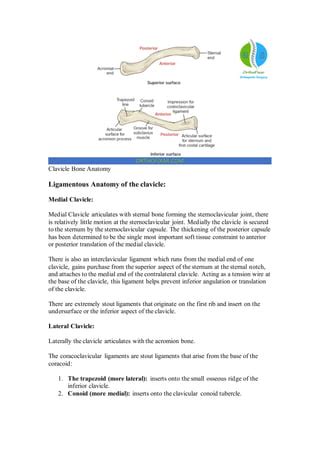 Clavicle anatomy.pdf