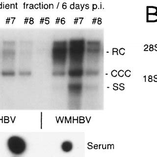 Infection Of Pth With Wmhbv And Whv A Wmhbv Positive Serum Was