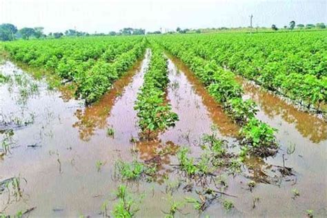 Telangana Unseasonal Rains Again Damage Crops In Telangana