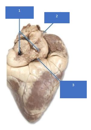 Sheep Heart Flashcards Quizlet