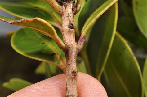 Syzygium Plant26 Myrtaceae Image 102171 At PhytoImages Siu Edu