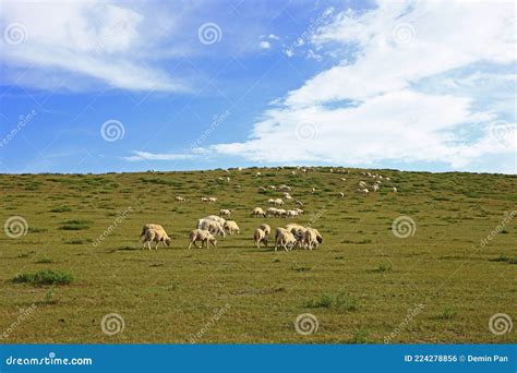 Las Ovejas De Los Pastizales Foto De Archivo Imagen De Pasto Lindo