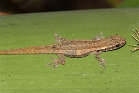 Eight New To Science Geckos Described From Biodiversity Haven Madagascar