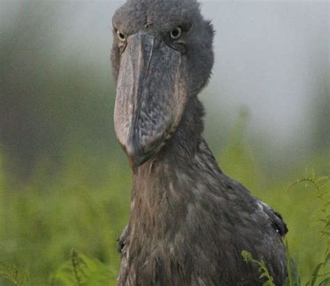 The Enigmatic Shoebill Stork Fascinating Facts From Uganda Ntungo