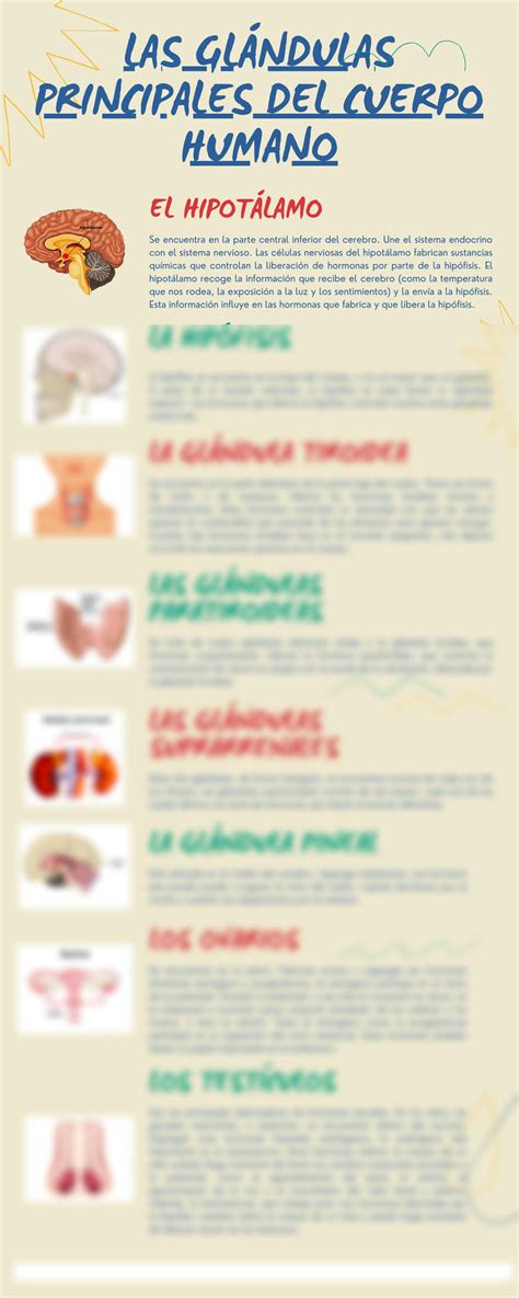 SOLUTION Las Gl Ndulas Principales Del Cuerpo Humano Biolog A Studypool