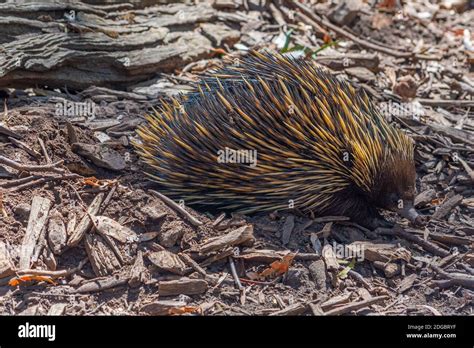 Echidnas At Cleland Wildlife Park Near Adelaide Australia Stock Photo