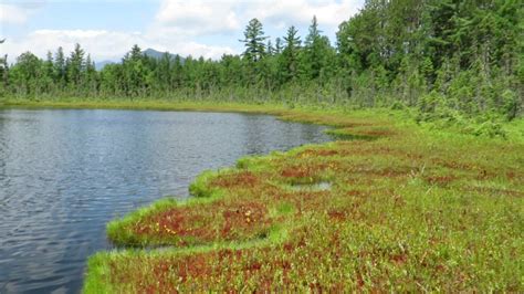 Little Poplar Pondfloating Bog Maine July 2016 Youtube