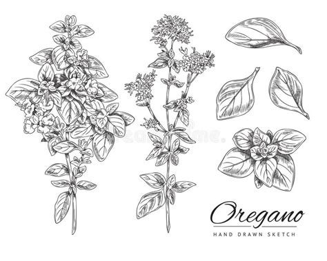 Oregano Hand Drawn Botanical Set Of Ink Sketch Vector Illustration