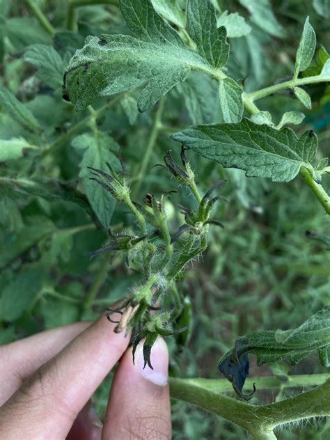 Why Are My Tomato Leaves Turning Black Rtomatoes