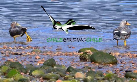 2024年 Chile Birding Chile 出発前に知っておくべきことすべて トリップアドバイザー