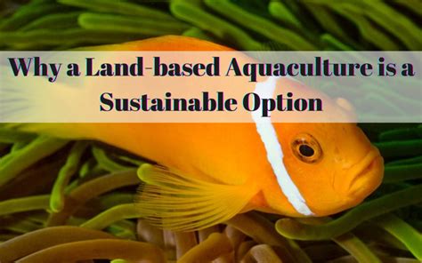 Why A Land Based Aquaculture Is A Sustainable Option Worldwide