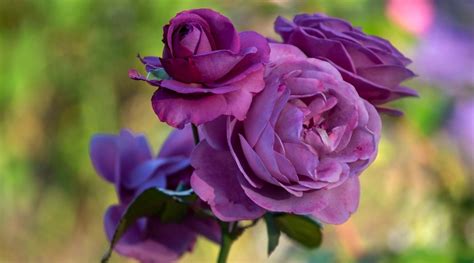 21 Stunning Purple And Lilac Colored Roses