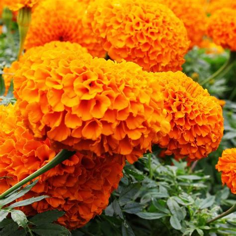 Marigold Orange Flower Seeds