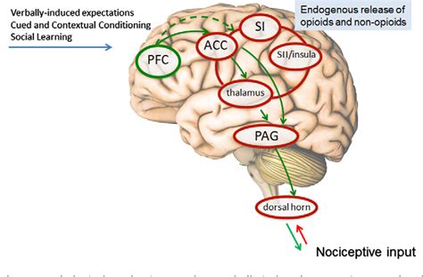 Figure From Placebo Analgesia Psychological And Neurobiological