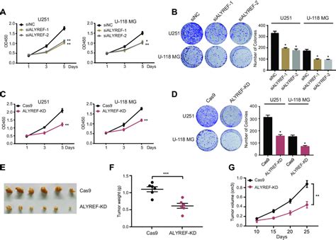 Alyref Promotes Gbm Cells Growth And Tumor Formation A B U And