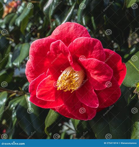 Camellia Sasanqua Bonsai Tree Royalty-Free Stock Photo | CartoonDealer ...