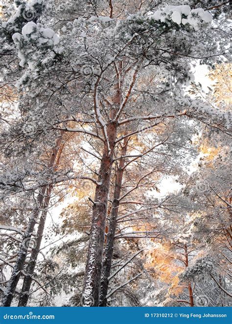 Pine Trees In Winter Stock Photo Image Of Golden Snow 17310212