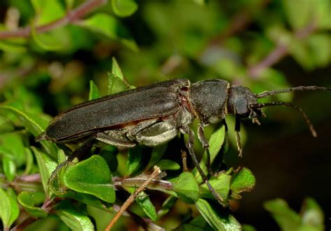 Cerambycidae Identification