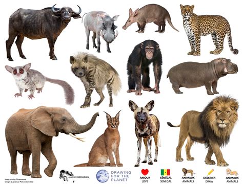 senegal wildlife drawing   planet