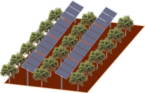 Bifacial Agrivoltaics For Olive Groves Pv Magazine International