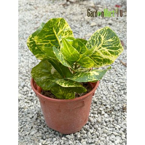 Codiaeum Croton Puding Siam Live Plant Pokok Hybrid 洒金榕 变叶木 Shopee