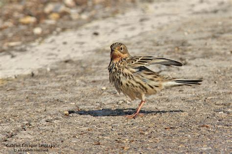 Red Throated Pipit Red Throated Pipit Anthus Cervinus A Flickr