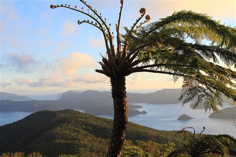 Flying Spider Monkey Tree Fern At Amami ōshima Lsp Tokyo Flickr