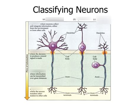 Classifying Neurons Diagram Quizlet