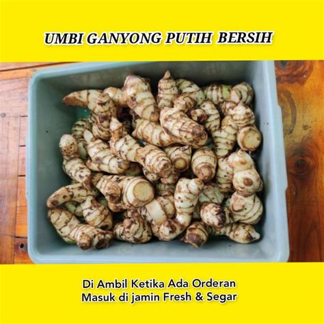 Jual UMBI GANYONG PUTIH SEGAR 1KG DI AMBIL KETIKA ADA ORDERAN MASUK