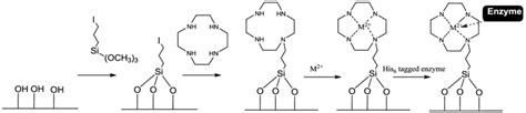 Schematic Diagram From The Immobilisation Of A His Tagged Enzyme On