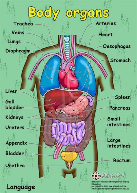 Body Organs Diagram | Template Business