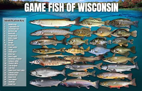 Game Fish Of Wisconsin Poster Wisconsin Dnr