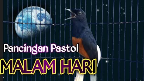 MASTERAN MURAI BATU GACOR MALAM HARI NAIKAN EMOSI MURAI BATU LAIN JADI