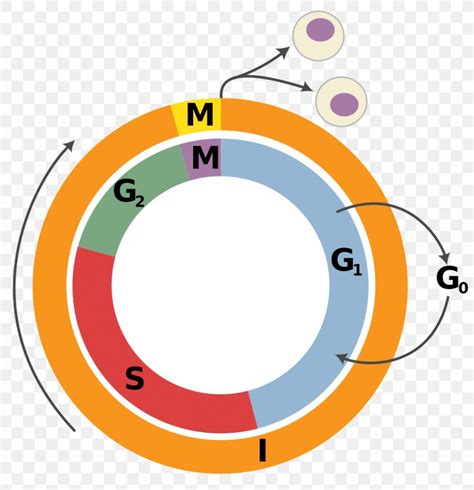 Cell Cycle Interphase Cell Division Mitosis, PNG, 869x900px, Cell Cycle, Area, Biology, Cell ...