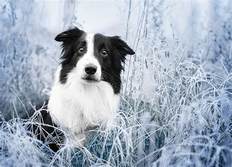 25 Herding Dog Breeds Purewow