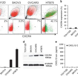 Cxcr And Cxcl Expressions In Ovarian Cancer Cell Lines A B Cxcr