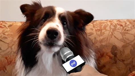 Pet Interviews Christmas Youtube