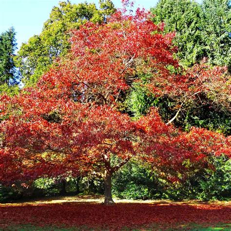 Northern Red Oak Trees For Sale