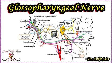 Glossopharyngeal Nerve Anatomy Cranial Nerve Ix Xi Cranial Nerve