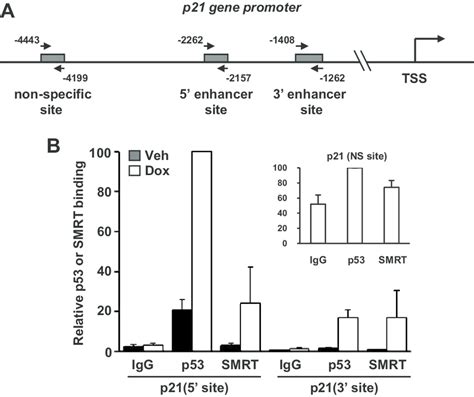 Smrt Associates With P53 Binding Sites On The P21 Gene A Schematic Download Scientific