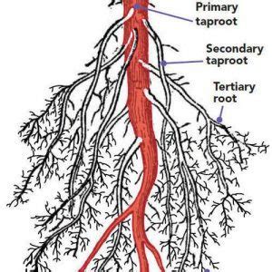 15 Difference Between Taproot And Fibrous Root (With Diagram ...