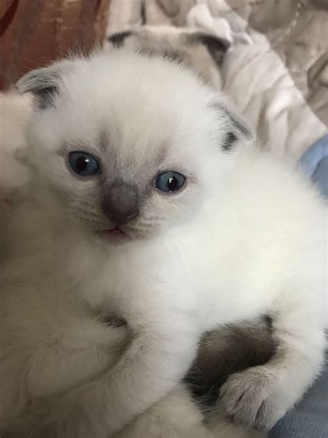 Кошенята,котята британці скоттиш-фолд(висловухі): 2 700 грн. - Коти ...