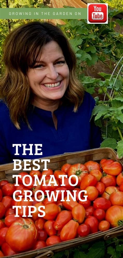 Best Tips For Growing Tomatoes