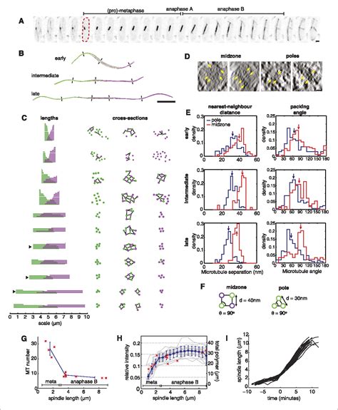 Figure 1 from Mechanical design principles of a mitotic spindle ...