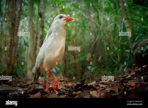 Kagu Or Cagou Kavu Or Kagou Rhynochetos Jubatus Crested Long Legged