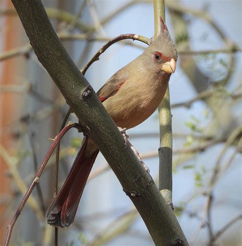 Female Pyrrhuloxia Photo By Martin Molina Sout Flickr